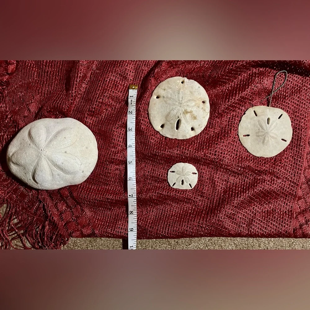 Collection of  Sand Dollars - Picture 10 of 10